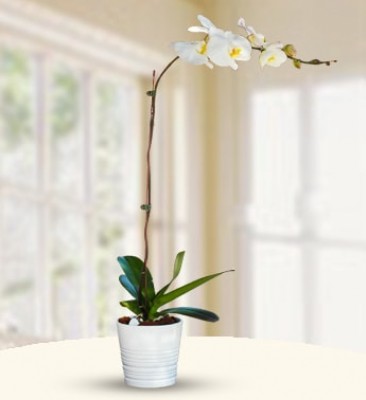 1 Stem of White Phalaenopsis Orchid Plant Pure White