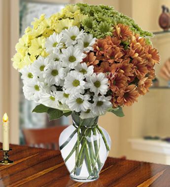 Bunch of 40 stem of White, Orange, Yellow and Green Chrysanthemums Amazing Daisies