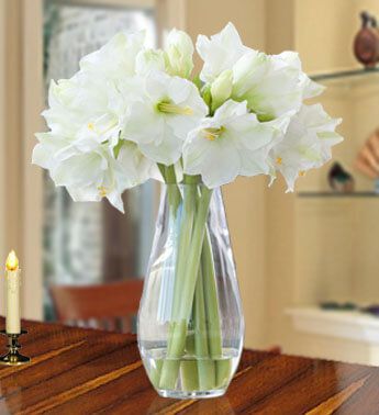 8 stems Amaryllis in a vase Charming Amaryllis