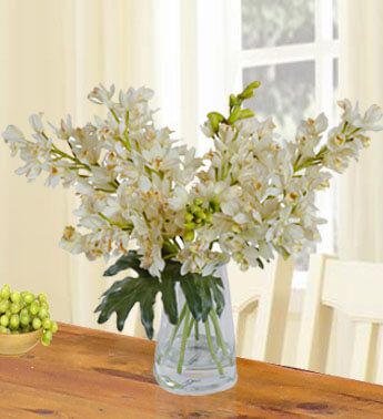 8 Stems of White Cymbidium Orchid in a vase Realistic White Cymbidium Orchid