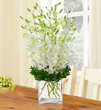 20 White Orchid in a vase Perfect White