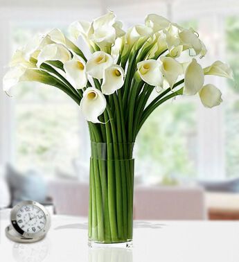 Vase with 30 Stems of Cala Lilies Morning Glory 30