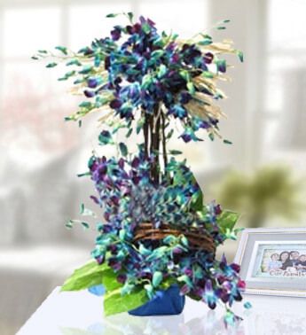 Double Arrangement of 40 Stems of Blue Orchids Blue Blooms