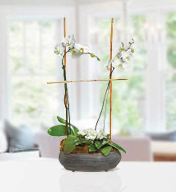 2 white phalaenopsis orchids, bamboo in a Pot Two White Orchids